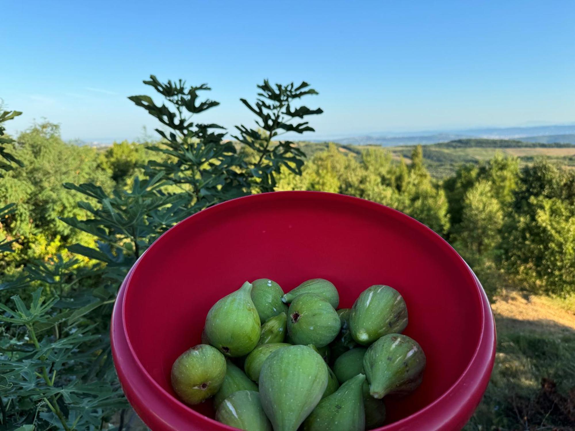 Guesthouse Green Istria Truške Zewnętrze zdjęcie