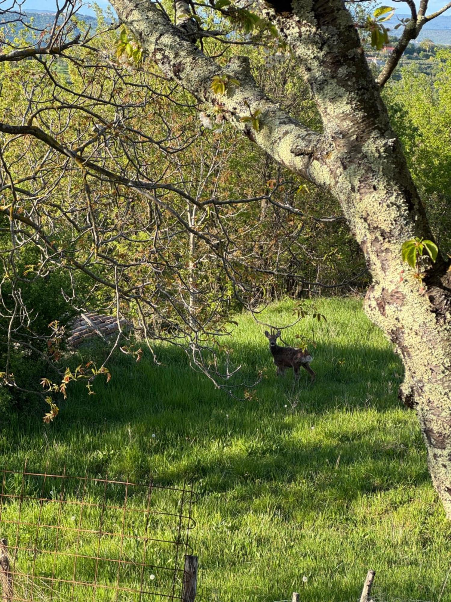 Guesthouse Green Istria Truške Zewnętrze zdjęcie