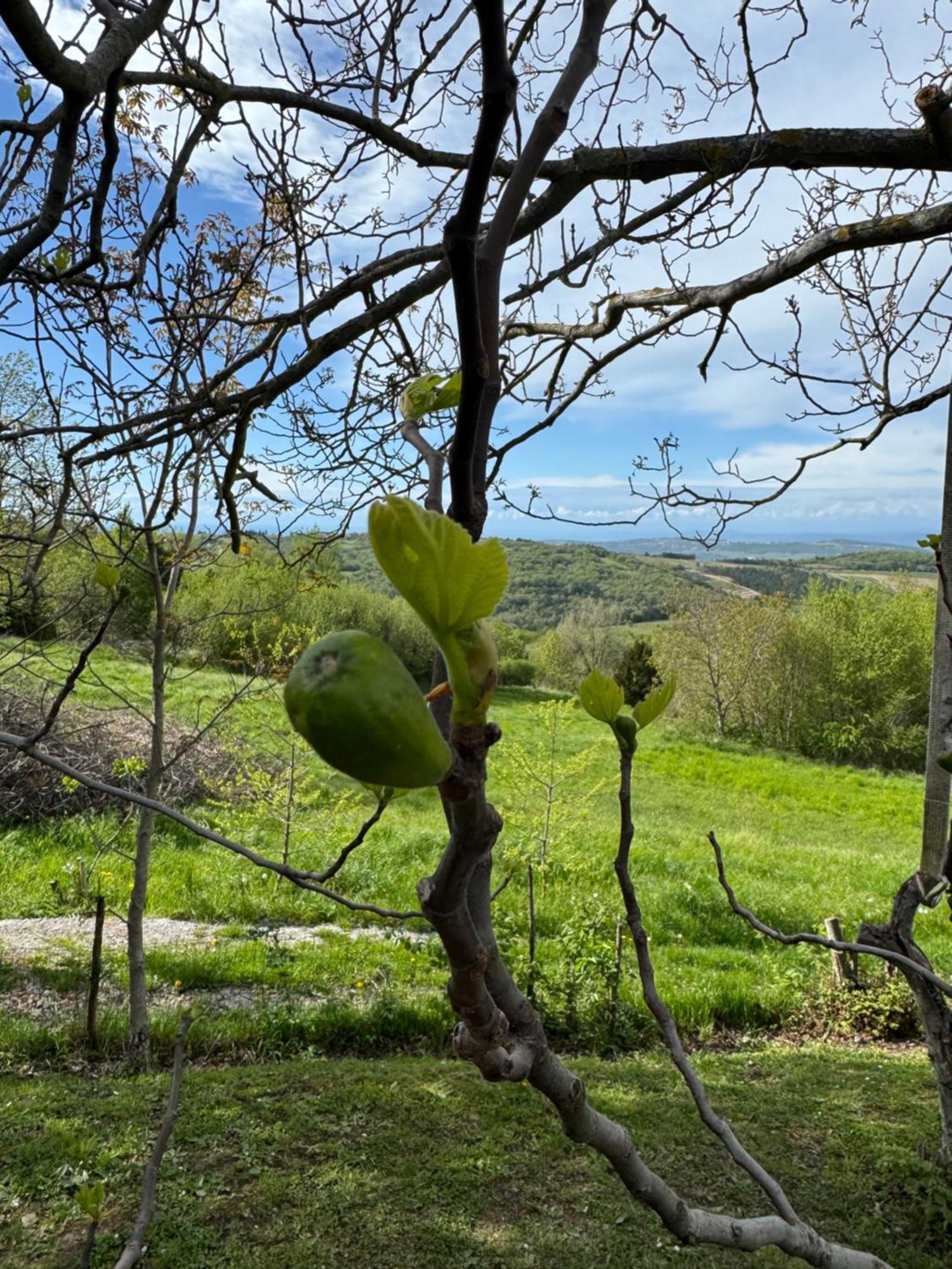 Guesthouse Green Istria Truške Zewnętrze zdjęcie
